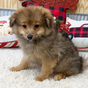 Pomapoo Puppy Cooper