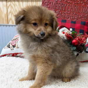 Pomapoo Puppy Cooper