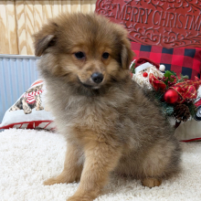 Pomapoo Puppy Cooper