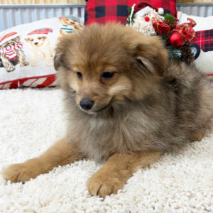 Pomapoo Puppy Cooper