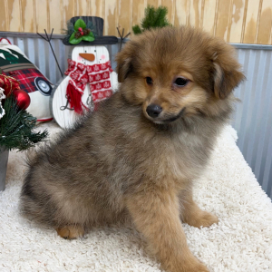 Pomapoo Puppy Cooper