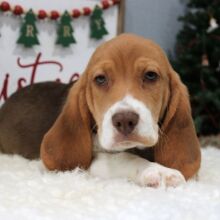 Beagle Puppy Tank
