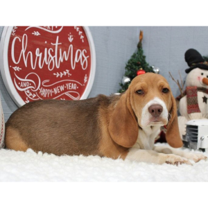 Beagle Puppy Tank