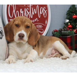 Beagle Puppy Tank