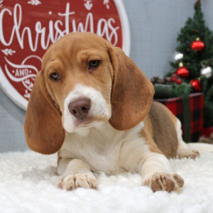 Beagle Puppy Tank