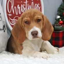 Beagle Puppy Tank