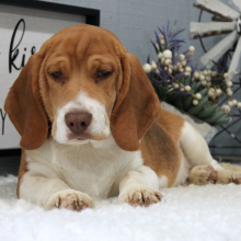 Beagle Puppy Tank