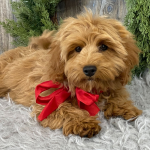 Cavapoo Puppy AJ