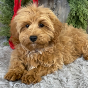 Cavapoo Puppy AJ