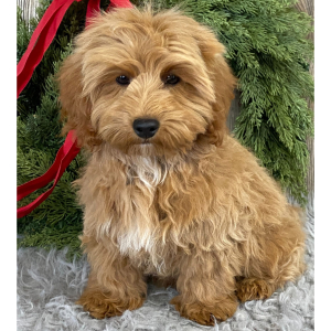 Cavapoo Puppy AJ