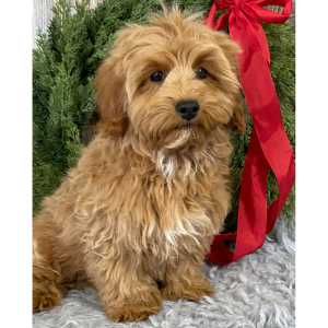 Cavapoo Puppy AJ