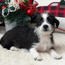 Shihpoo Puppy Harley