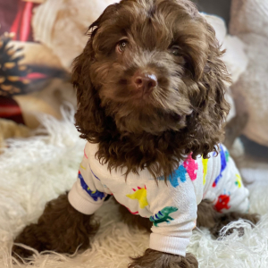 Cockapoo Puppy Wednesday
