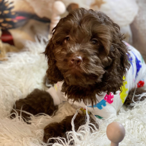 Cockapoo Puppy Wednesday