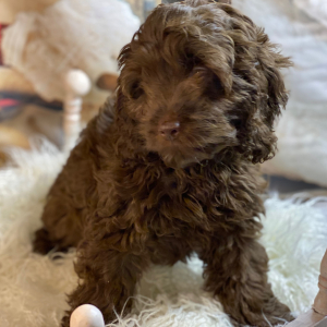Cockapoo Puppy Wednesday