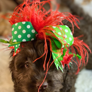 Cockapoo Puppy Wednesday