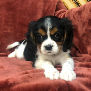 Cavalier King Charles Spaniel Puppy Jake