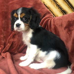 Cavalier King Charles Spaniel Puppy Jake