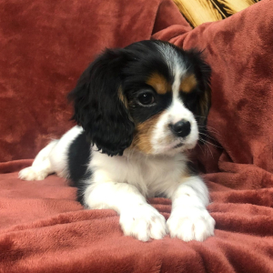 Cavalier King Charles Spaniel Puppy Jake