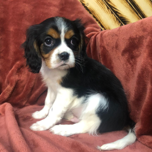Cavalier King Charles Spaniel Puppy Jake
