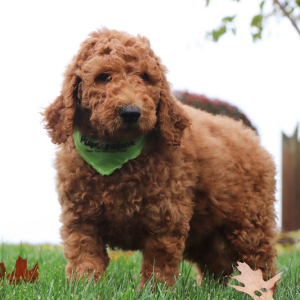 Poodle Puppy Jackson
