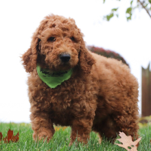 Poodle Puppy Jackson
