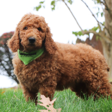 Poodle Puppy Jackson