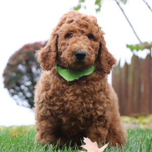 Poodle Puppy Jackson