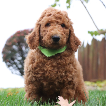 Poodle Puppy Jackson
