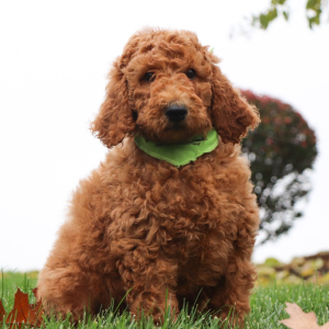 Poodle Puppy Jackson