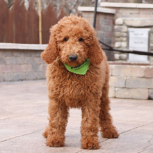 Poodle Puppy Jackson