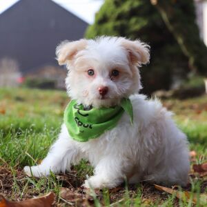 Havanese Puppy Clever