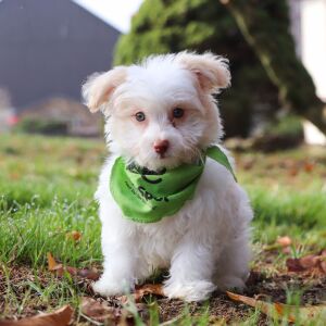 Havanese Puppy Clever