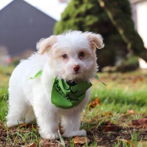 Havanese Puppy Clever