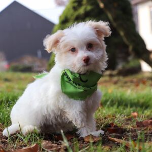 Havanese Puppy Clever