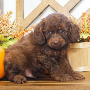 Cockapoo Puppy Nathan