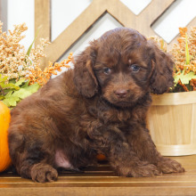 Cockapoo Puppy Nathan