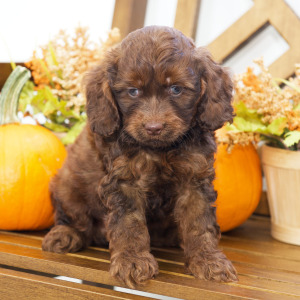 Cockapoo Puppy Nathan