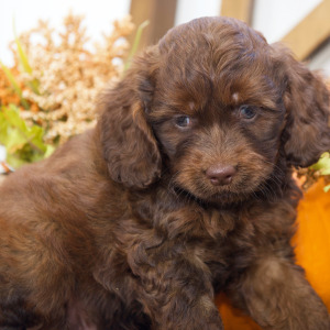 Cockapoo Puppy Nathan