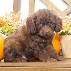 Cockapoo Puppy Nathan