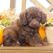 Cockapoo Puppy Nathan
