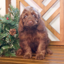 Cockapoo Puppy Nathan