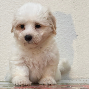 Coton de Tulear Puppy Milton