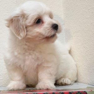 Coton de Tulear Puppy Milton