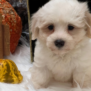 Coton de Tulear Puppy Milton