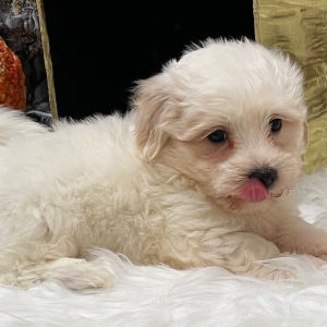 Coton de Tulear Puppy Milton