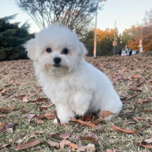 Bichon Frise Puppy Maggie