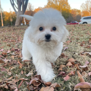 Bichon Frise Puppy Maggie