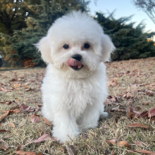 Bichon Frise Puppy Maggie