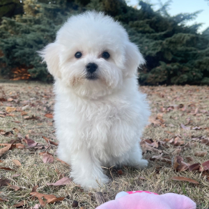 Bichon Frise Puppy Maggie